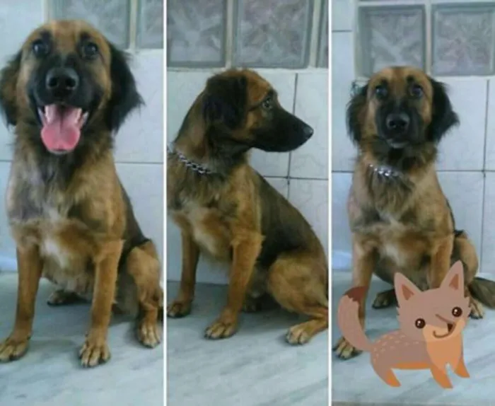 Cachorro raça srd idade 1 ano nome Bacon