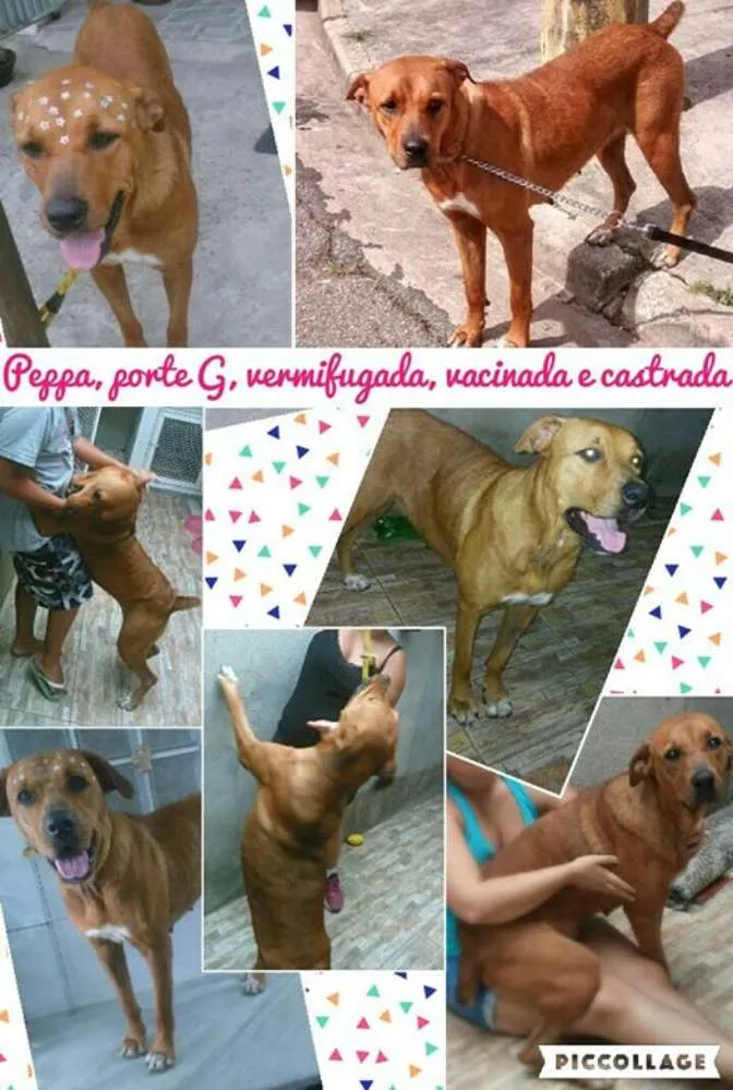 Cachorro raça Pitbull idade 1 ano nome Peppa