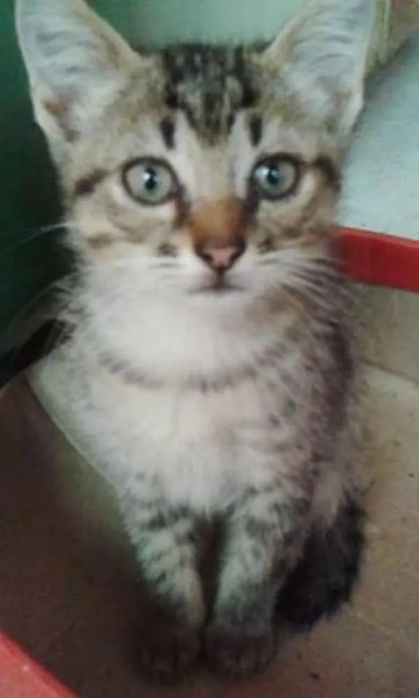 Gato ra a  idade 2 a 6 meses nome Louise