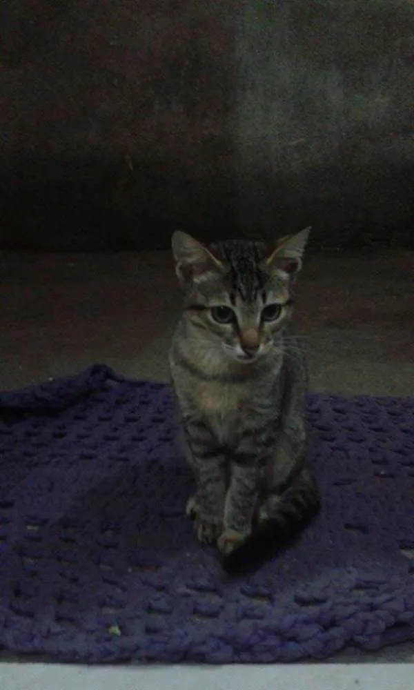 Gato ra a  idade 2 a 6 meses nome Louise