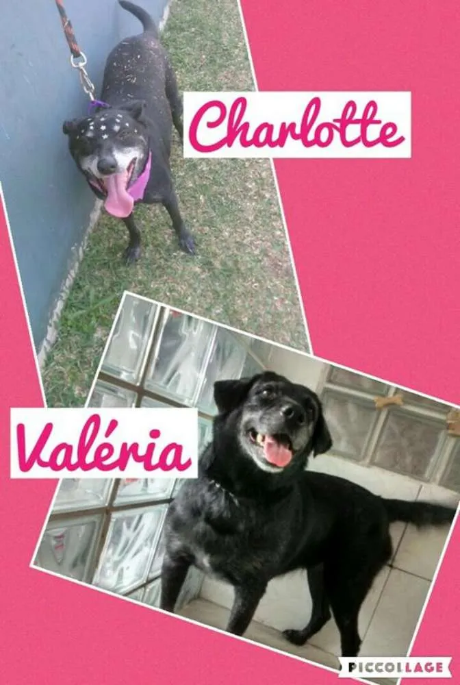 Cachorro raça SRD idade 3 anos nome Charlotte e Valeria