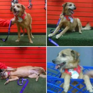 Cachorro raça srd idade 6 ou mais anos nome Bidu