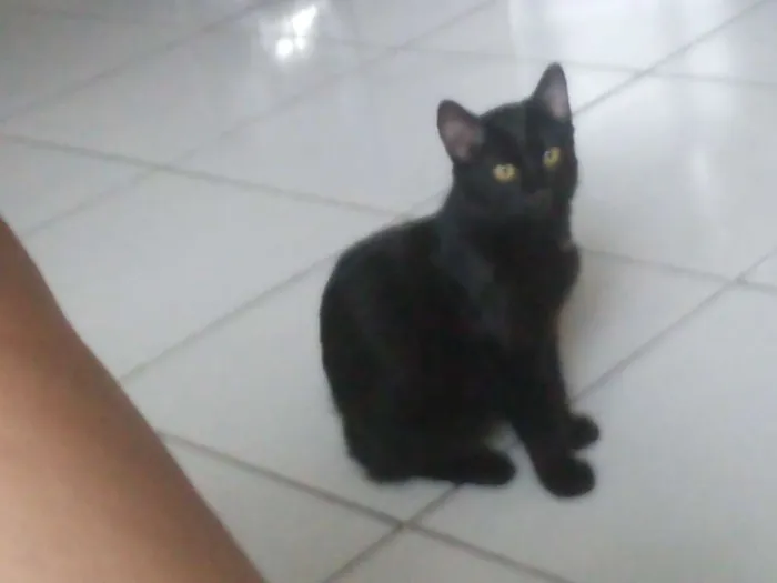 Gato ra a Srd idade Abaixo de 2 meses nome Sem nomes definidos