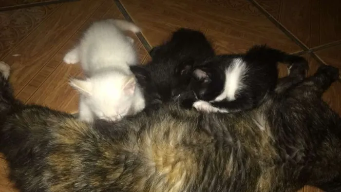 Gato ra a Srd idade Abaixo de 2 meses nome Sem nomes definidos