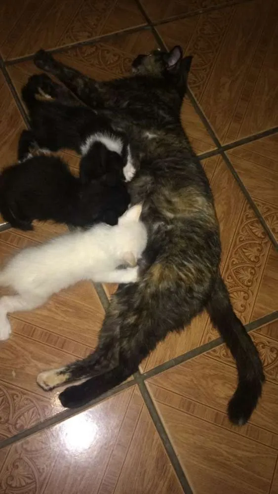 Gato ra a Srd idade Abaixo de 2 meses nome Sem nomes definidos