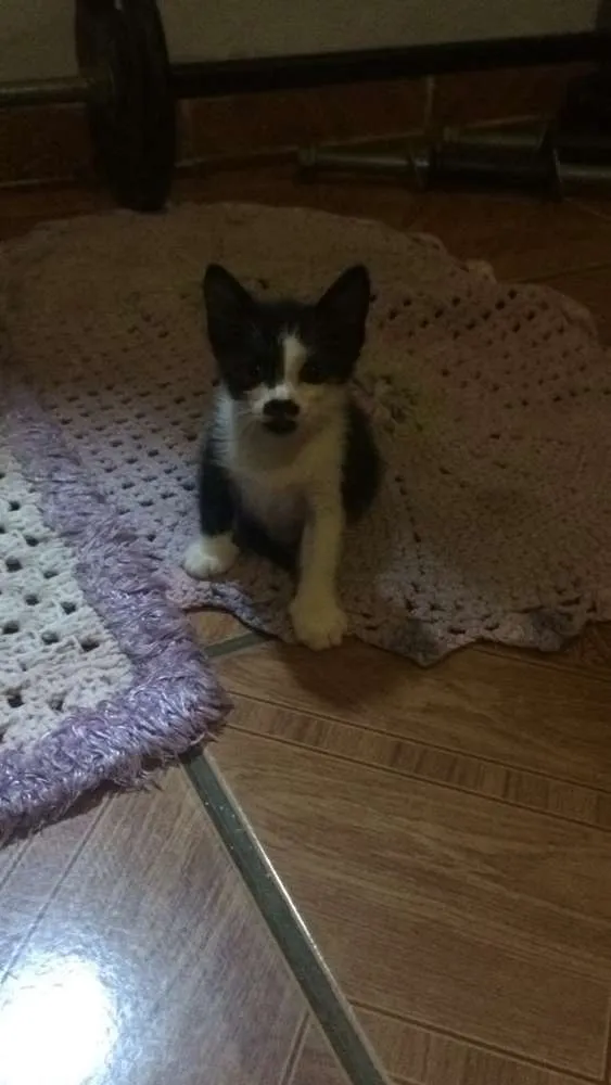 Gato ra a Srd idade Abaixo de 2 meses nome Sem nomes definidos