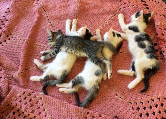 Gato ra a  idade 2 a 6 meses nome Lindas