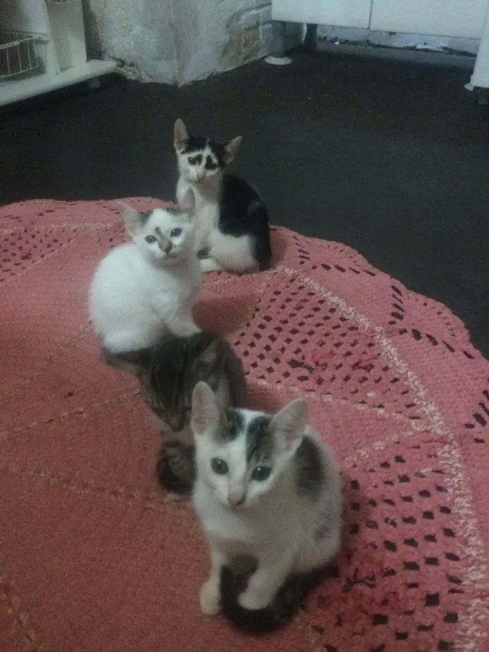 Gato ra a  idade 2 a 6 meses nome Lindas