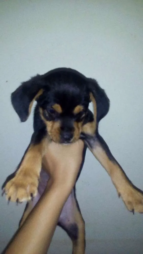 Cachorro ra a VIRA LATA idade 2 a 6 meses nome Sem  Nome