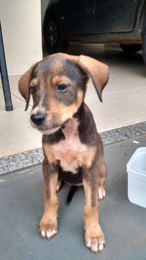 Cachorro ra a Sem raça definida idade Abaixo de 2 meses nome Sem nome