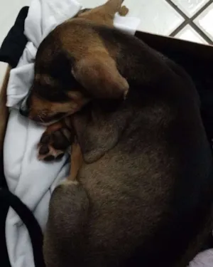 Cachorro raça Sem raça definida idade Abaixo de 2 meses nome Sem nome