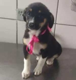 Cachorro raça SRD idade 2 a 6 meses nome Mimosa 