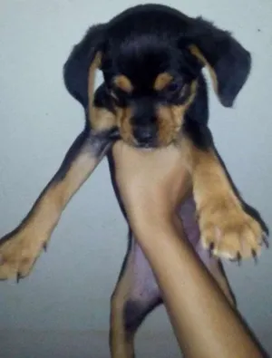 Cachorro raça VIRA LATA idade 2 a 6 meses nome Sem  Nome