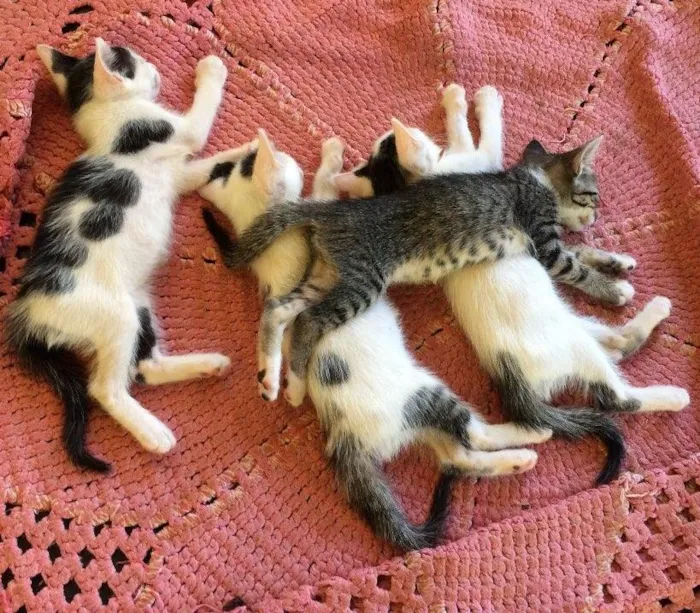 Gato ra a  idade 2 a 6 meses nome Lindas