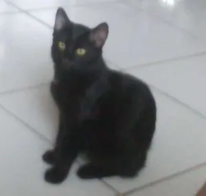 Gato raça Srd idade Abaixo de 2 meses nome Sem nomes definidos