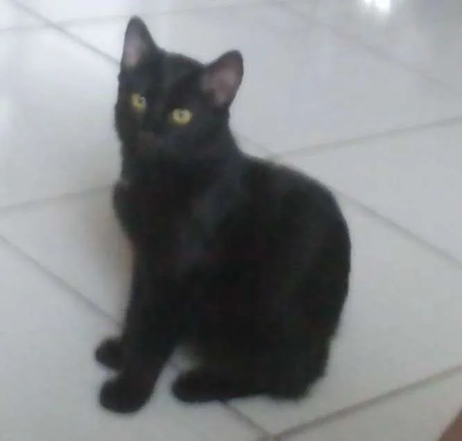 Gato ra a Srd idade Abaixo de 2 meses nome Sem nomes definidos