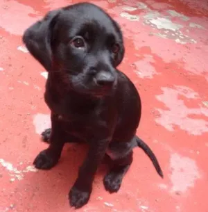 Cachorro raça Sem raça definida idade Abaixo de 2 meses nome Sem nomes