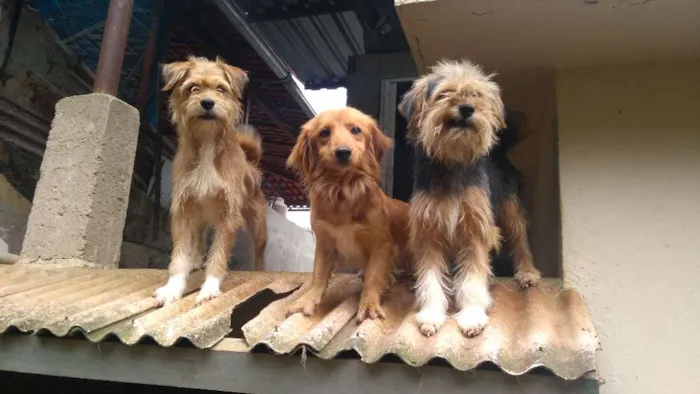 Cachorro raça Srd idade 2 anos nome Mel