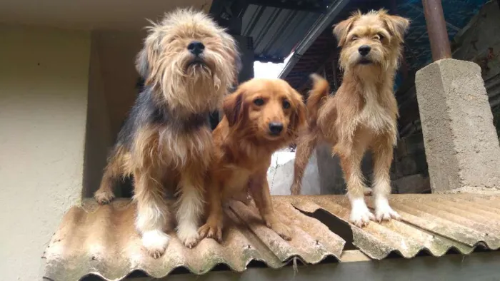 Cachorro raça Srd idade 2 anos nome Mel
