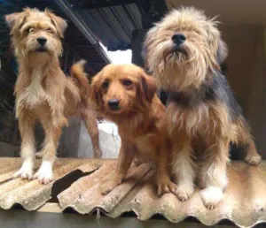 Cachorro raça Srd idade 2 anos nome Mel
