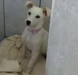 Pipoca