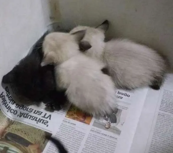 Gato ra a Não definida idade Abaixo de 2 meses nome Gatinhos filhotes