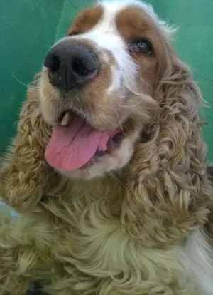 Cachorro raça cookie idade 4 anos nome Bob