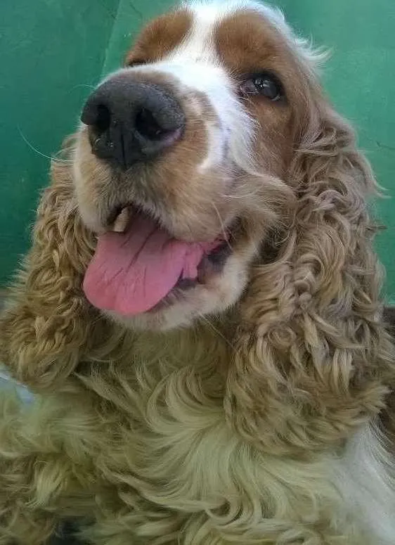 Cachorro ra a cookie idade 4 anos nome Bob