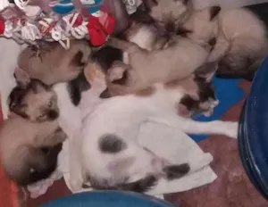 Gato raça Siamês  idade 2 a 6 meses nome Sem nome