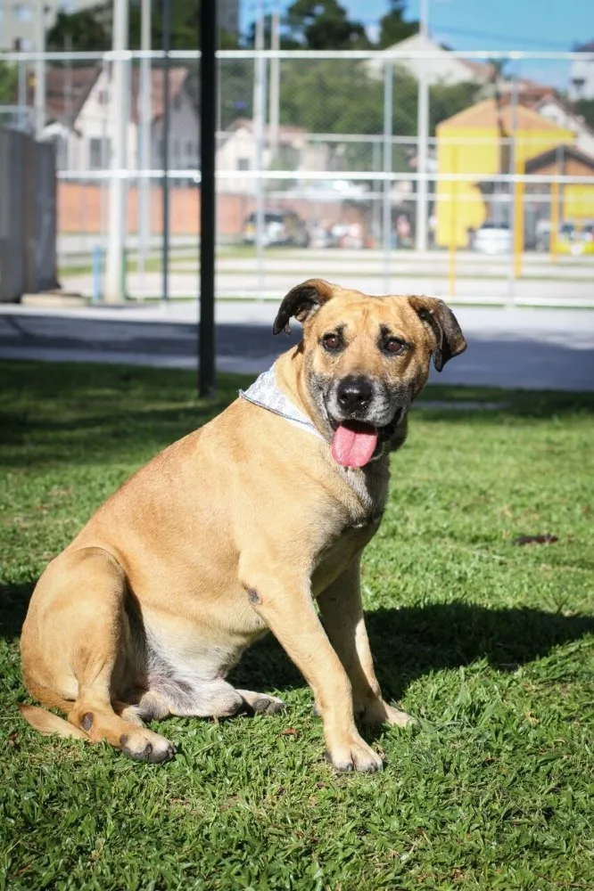 Cachorro ra a Vira-lata  idade 6 ou mais anos nome Duck