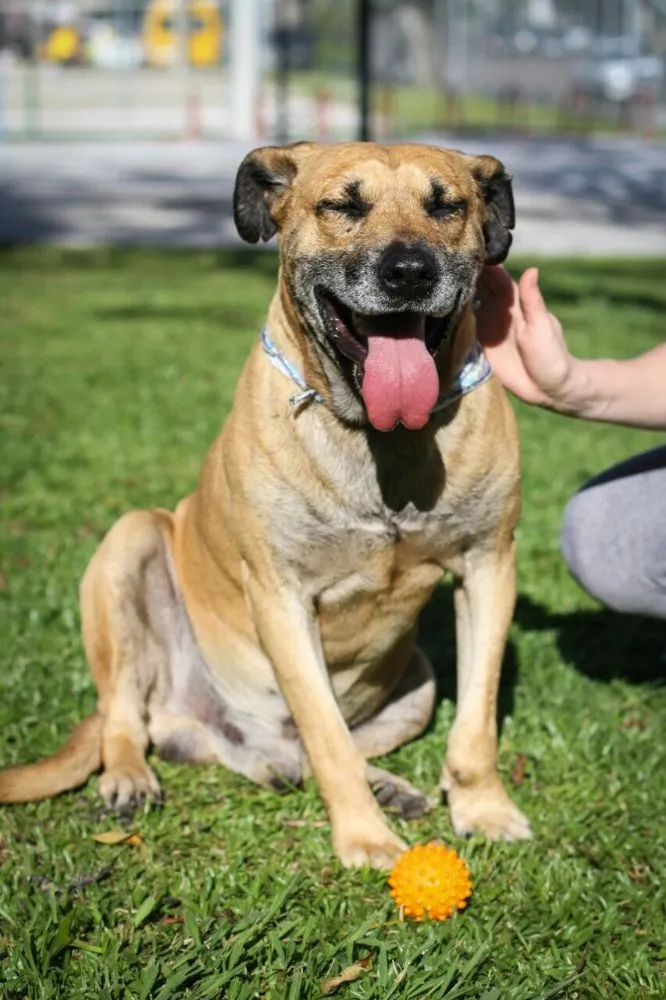 Cachorro ra a Vira-lata  idade 6 ou mais anos nome Duck