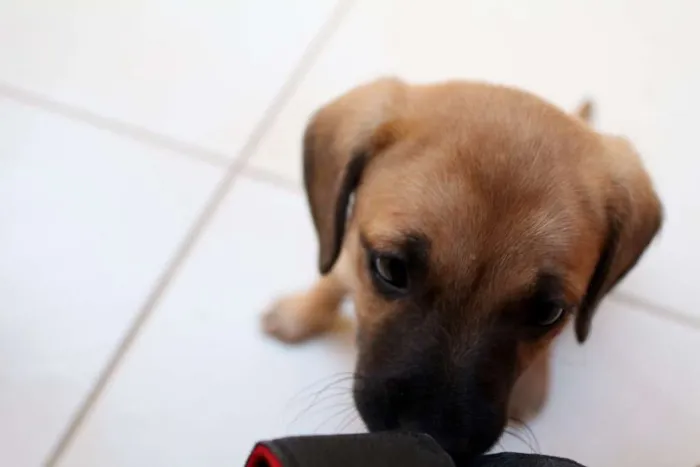 Cachorro raça Vira lata idade 2 a 6 meses nome Chewie