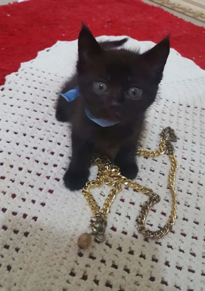 Gato ra a  idade Abaixo de 2 meses nome sem nome