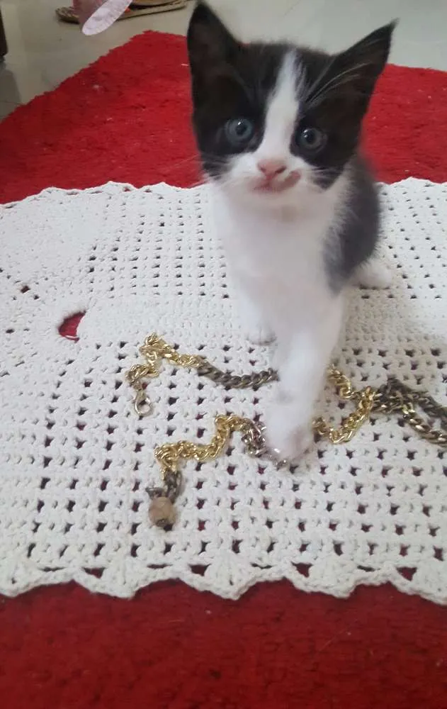 Gato ra a  idade Abaixo de 2 meses nome sem nome