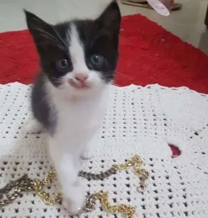 Gato raça  idade Abaixo de 2 meses nome sem nome