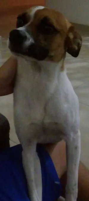 Cachorro raça  idade 1 ano nome Não sei