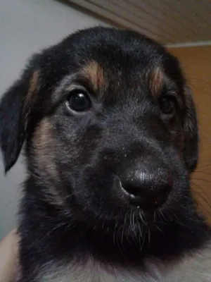 Cachorro raça Srd idade Abaixo de 2 meses nome Sem nome