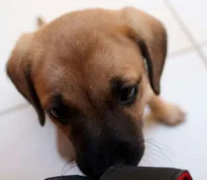 Cachorro raça Vira lata idade 2 a 6 meses nome Chewie