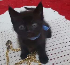 Gato raça  idade Abaixo de 2 meses nome sem nome