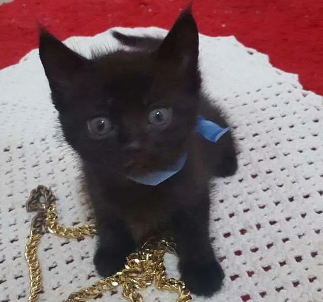 Gato ra a  idade Abaixo de 2 meses nome sem nome