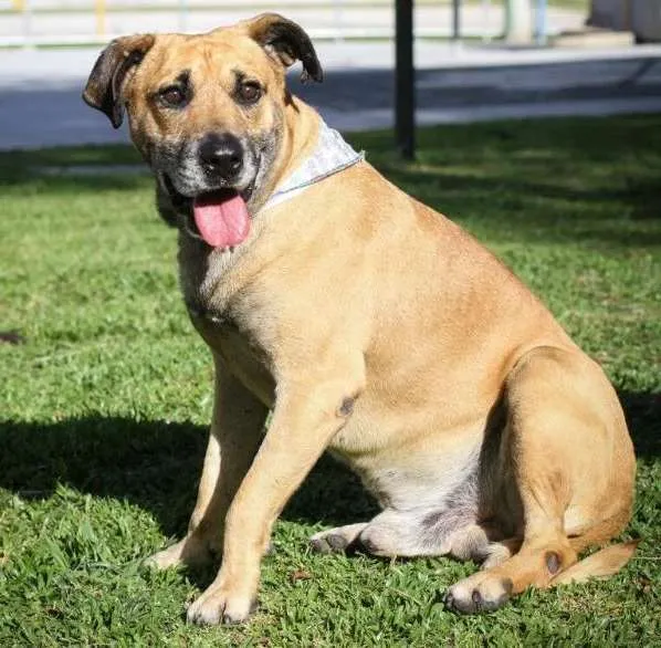 Cachorro ra a Vira-lata  idade 6 ou mais anos nome Duck