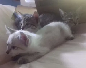 Gato raça  idade 2 a 6 meses nome filhote