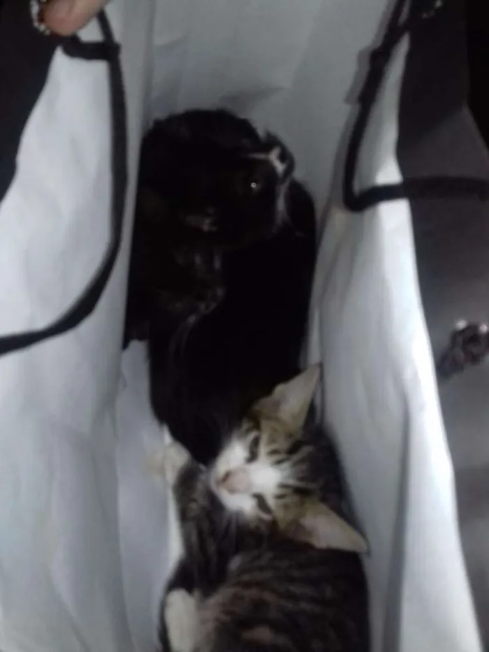 Gato raça  idade 2 a 6 meses nome Fifi