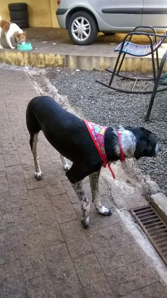 Cachorro ra a SRD idade 4 anos nome Layla