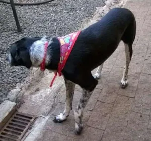 Cachorro raça SRD idade 4 anos nome Layla