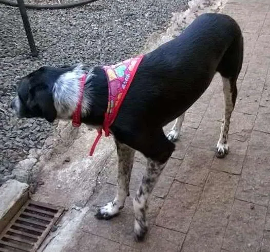 Cachorro ra a SRD idade 4 anos nome Layla
