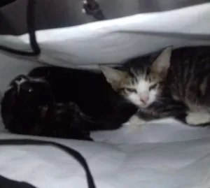 Gato raça  idade 2 a 6 meses nome Fifi