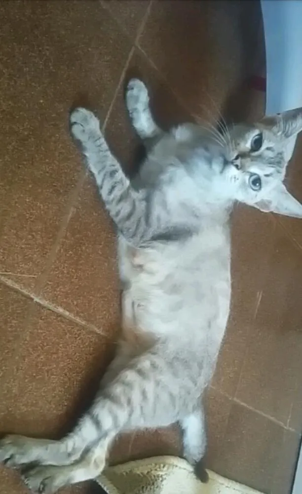 Gato ra a Siamês  idade 1 ano nome Chiclete