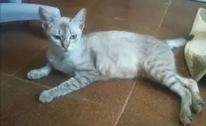 Gato raça Siamês  idade 1 ano nome Chiclete