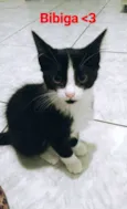 Bibiga